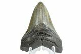 Fossil Megalodon Tooth - South Carolina #164988-1